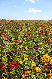 《捞女游戏》Steam销量或超百万 平均游玩9.3个小时